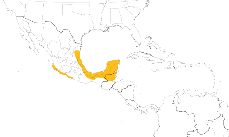 Range Map (Central): White-bellied Wren
