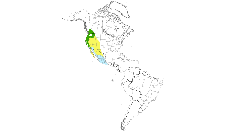 Range Map (Americas): Cassin's Vireo