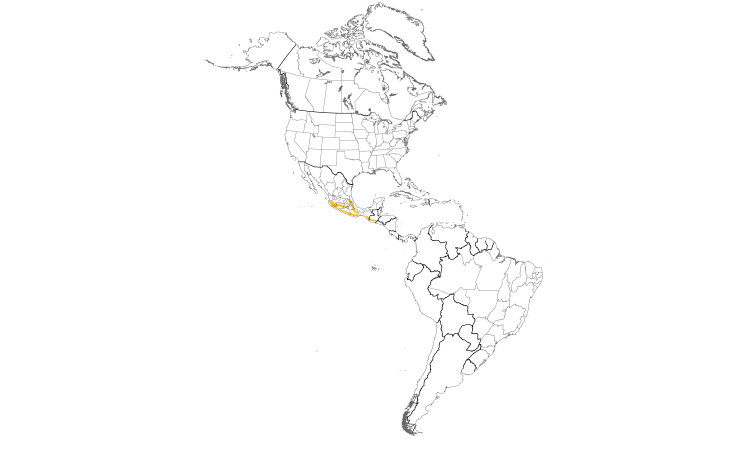 Range Map (Americas): Chestnut-sided Shrike-Vireo