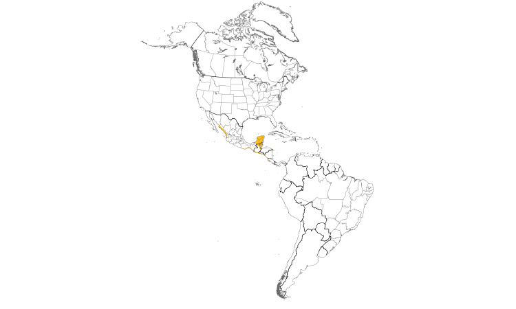 Range Map (Americas): Mangrove Vireo