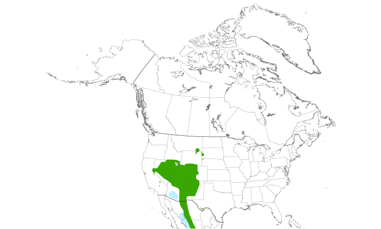 Range Map (North): Plumbeous Vireo