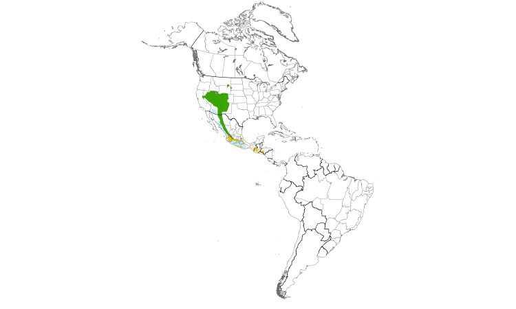 Range Map (Americas): Plumbeous Vireo