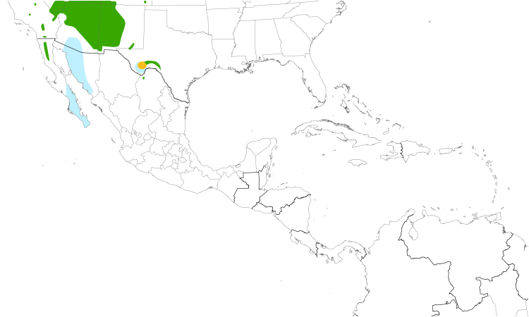 Range Map (Central): Gray Vireo