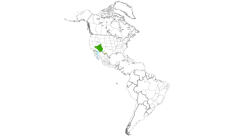 Range Map (Americas): Gray Vireo