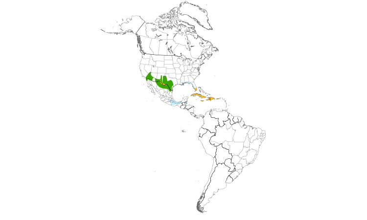 Range Map (Americas): White-winged Dove