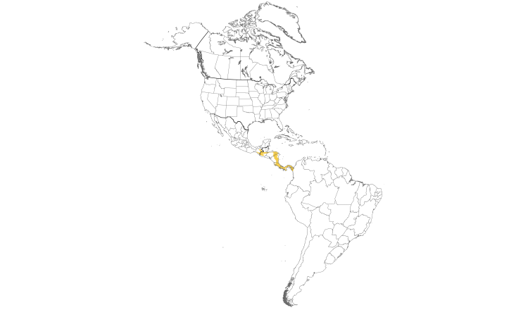 Range Map (Americas): Paltry Tyrannulet