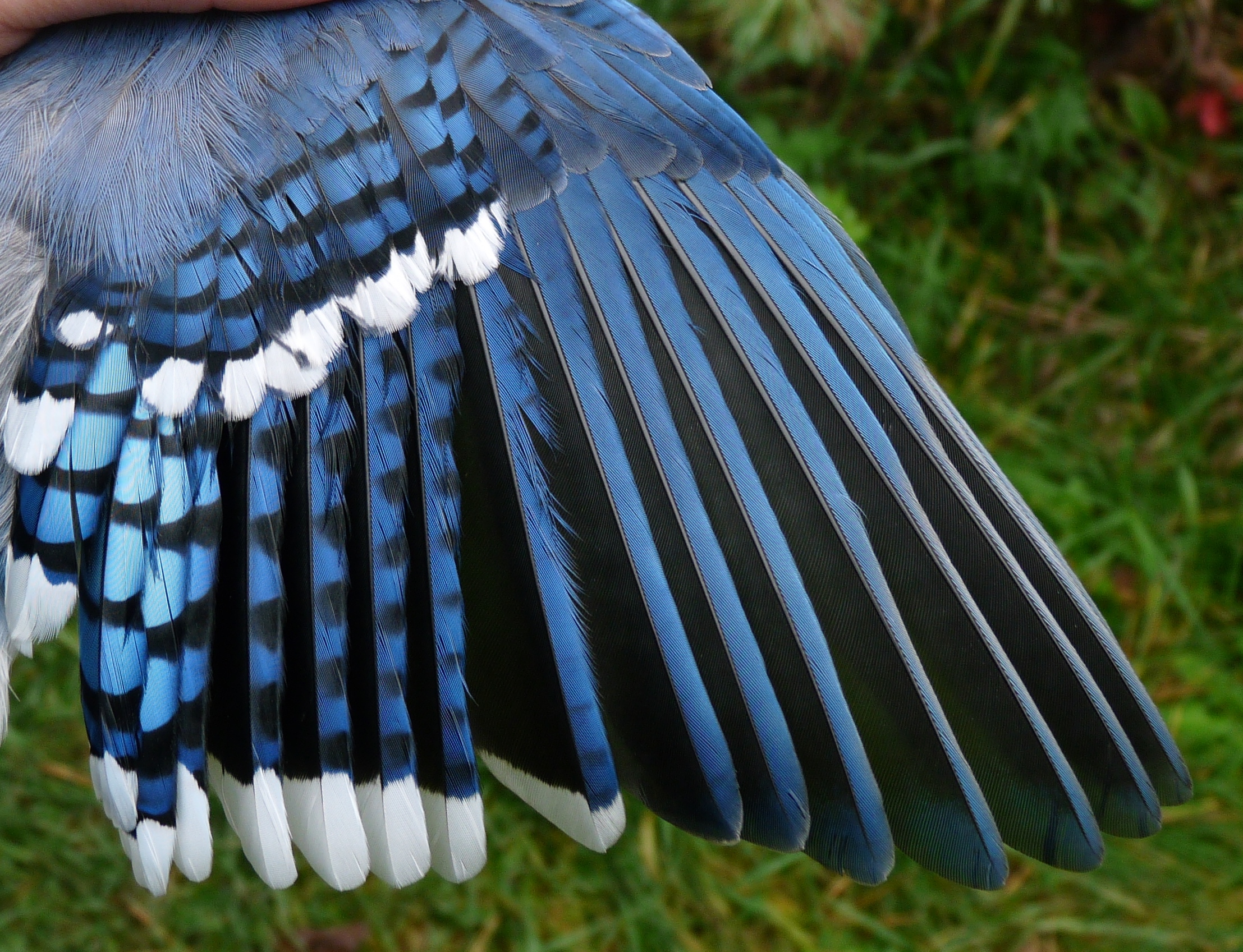 Blue Jay Wings