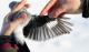 Thumbnail - AV3-1412-81153-Lanius_excubitor_AOU_7_56-5238.jpg