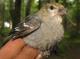 Thumbnail - BR5-1581-62579-Pinicola_enucleator_EBIRD2021-5159.JPG