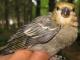 Thumbnail - BR5-1581-62580-Pinicola_enucleator_EBIRD2021-5156.JPG