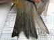 Thumbnail - BR5-1801-94743-Pinicola_enucleator_EBIRD2021-5163.JPG