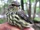 Thumbnail - BR5-2510-82002-Seiurus_noveboracensis_EBIRD2021-5140.JPG