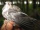 Thumbnail - BR5-2510-82007-Mniotilta_varia_EBIRD2021-5145.JPG