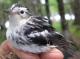 Thumbnail - BR5-2510-82009-Mniotilta_varia_EBIRD2021-5142.JPG