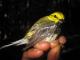 Thumbnail - BR5-2630-80675-Dendroica_virens_EBIRD2021-5125.JPG