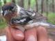 Thumbnail - BR5-2690-38829-Dendroica_castanea_EBIRD2021-5136.JPG