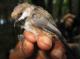 Thumbnail - BR5-2690-38839-Poecile_hudsonicus_EBIRD2021-5153.JPG