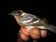 Thumbnail - BR5-2690-38890-Dendroica_castanea_EBIRD2021-5130.JPG