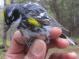 Thumbnail - BR5-New-Dendroica_coronata_EBIRD2021-5113.JPG