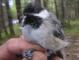 Thumbnail - BR5-New-Poecile_atricapillus_EBIRD2021-5115.JPG