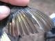 Thumbnail - BR5-New-Setophaga_ruticilla_EBIRD2021-5090.JPG