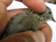 Thumbnail - BR5-New-Setophaga_ruticilla_EBIRD2021-5096.JPG