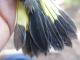 Thumbnail - BR5-New-Setophaga_ruticilla_EBIRD2021-5098.JPG