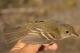 Thumbnail - BS-2580-22061-Empidonax_alnorum-578.jpg