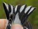 Thumbnail - CMF-2370-66213-Spinus_tristis-81.jpg