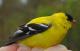 Thumbnail - CMF-2490-58108-Spinus_tristis-79.jpg