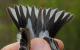 Thumbnail - CMF-2490-58108-Spinus_tristis-80.jpg