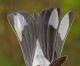 Thumbnail - CMF-2490-58344-Dendroica_coronata-91.jpg