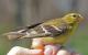 Thumbnail - CMF-2610-60777-Spinus_tristis-83.jpg