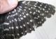 Thumbnail - IS2-2661-04122-Picoides_pubescens_AOU_7_52-4627.jpg