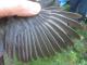 Thumbnail - IS2-2701-14424-Dumetella_carolinensis_AOU_7_52-4572.jpg