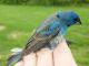 Thumbnail - IS2-2721-01710-Passerina_cyanea_AOU_7_52-4763.jpg