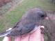 Thumbnail - IS2-2810-94586-Junco_hyemalis_AOU_7_52-4716.jpg