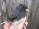 Thumbnail - IS2-2810-94587-Junco_hyemalis_AOU_7_52-4560.jpg