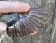 Thumbnail - IS2-2810-94770-Spinus_tristis_AOU_7_52-4783.jpg