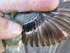 Thumbnail - IS2-2810-94770-Spinus_tristis_AOU_7_52-4784.jpg