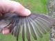 Thumbnail - IS2-289023741-Junco_hyemalis_AOU_7_56-5608.JPG