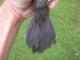Thumbnail - IS2-null-Dumetella_carolinensis_AOU_7_56-5544.JPG