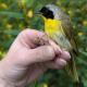 Thumbnail - KH4-2740-20759-Geothlypis_trichas_AOU_7_56-5754.jpg