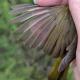 Thumbnail - KH4-2740-20759-Geothlypis_trichas_AOU_7_56-5755.jpg