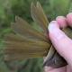 Thumbnail - KH4-2740-20759-Geothlypis_trichas_AOU_7_56-5756.jpg
