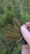 Thumbnail - KH4-null-Geothlypis_trichas_AOU_7_56-5743.jpg