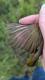 Thumbnail - KH4-null-Geothlypis_trichas_AOU_7_56-5744.jpg