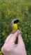 Thumbnail - KH4-null-Geothlypis_trichas_AOU_7_56-5745.jpg