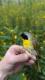 Thumbnail - KH4-null-Geothlypis_trichas_AOU_7_56-5746.jpg