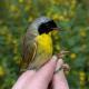 Thumbnail - KH4-null-Geothlypis_trichas_AOU_7_56-5747.jpg